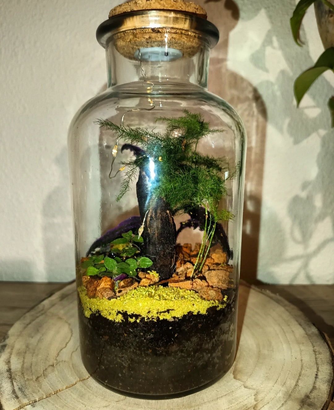 Terrarium - lumineux