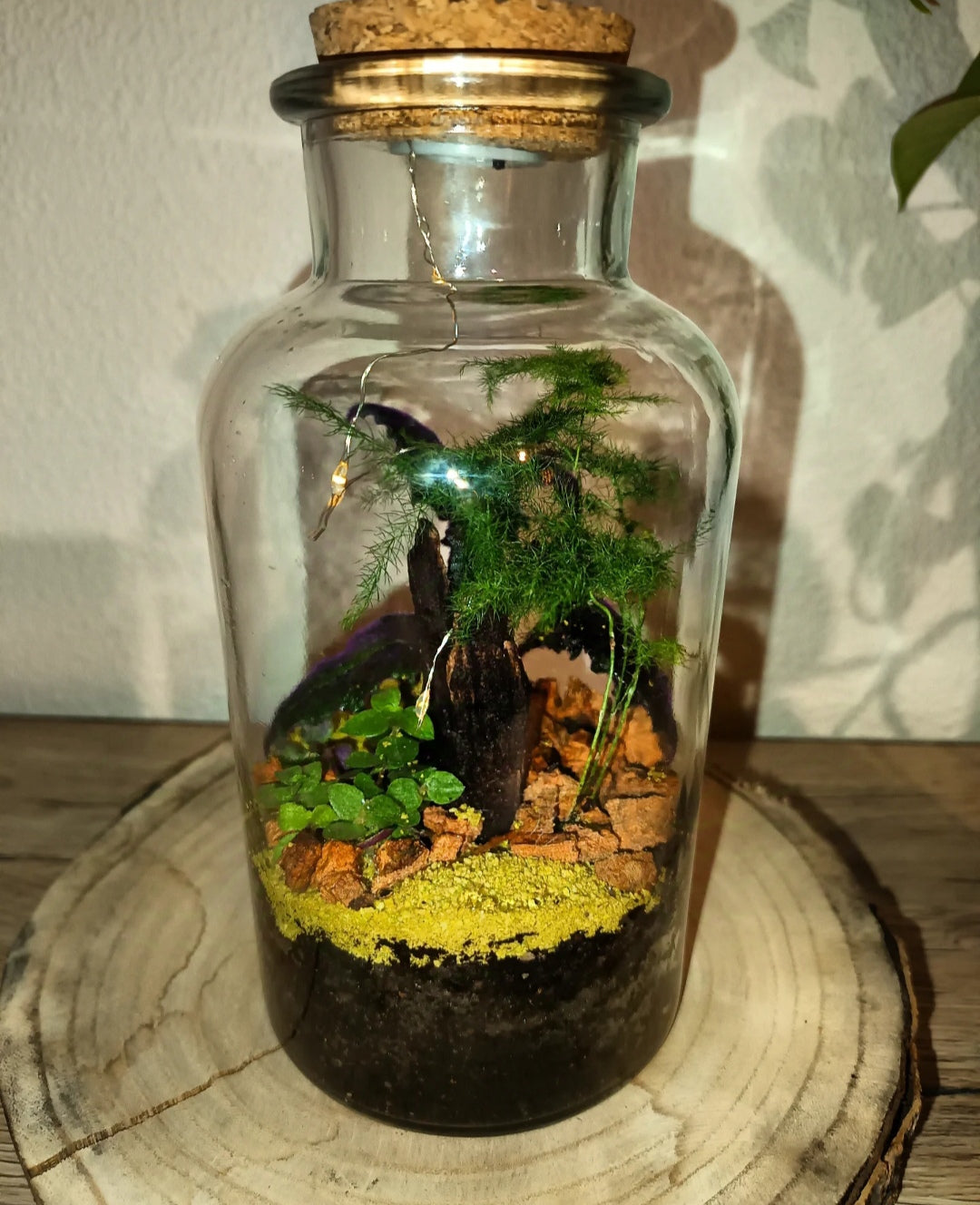 Terrarium - lumineux